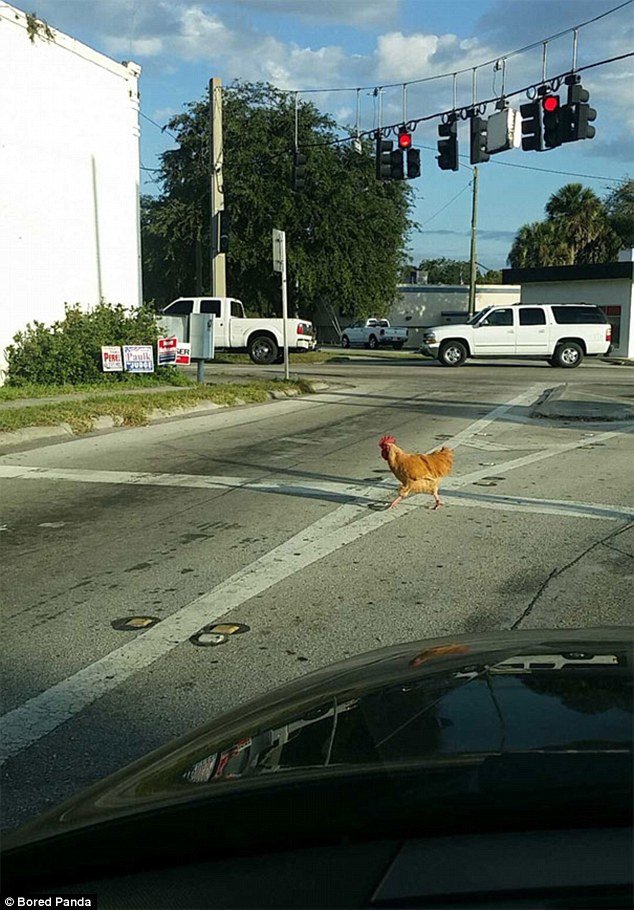 Image: Entdecken Sie den Reiz des Chicken Road Casinos in Deutschland