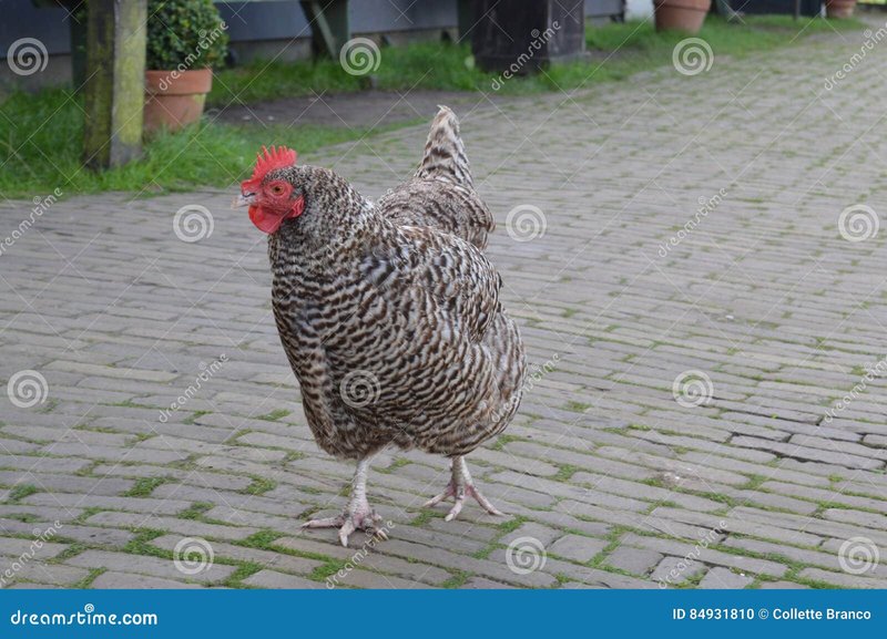 Netherlands - chicken road online Netherlands - chicken road online